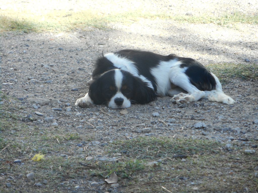 Melba (Sans Affixe)