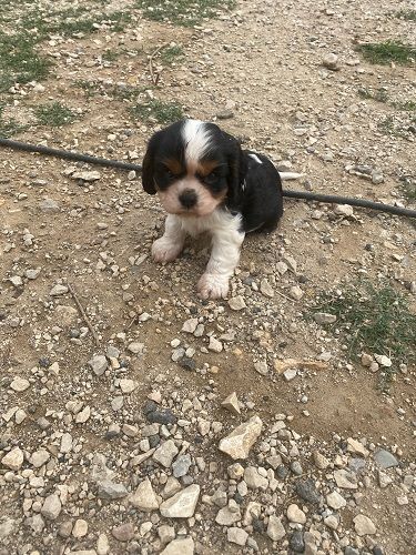 des jardins d'alleins - Chiots disponibles - Cavalier King Charles Spaniel